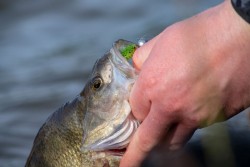 Fox Rage Micro Jig Heads 'Size 2 / 6g
