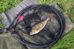 Fox Rage Fighter Landing Nets Fox Rage 2-Piece Street Net