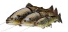 4D LT TROUT 20CM 98G S LEMON T