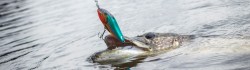 Slider SNK 12cm REAL ROACH