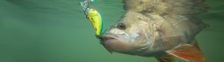 Slider SNK 12cm WOUNDED REAL GREY SHINER